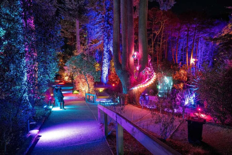 Queenstown: Whimsical Sensory Night Walk at LUMA Enchanted - A glowing forest beside the Skyline Gondola