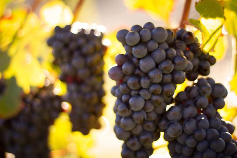 Queenstown: Wine & Food Tour, Scenic Tastings & Paired Lunch - Why the scenery works even in poor weather