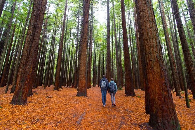 Redwood Forest , Blue Springs & Huka Falls Day Tour from Auckland - The key facts before you commit