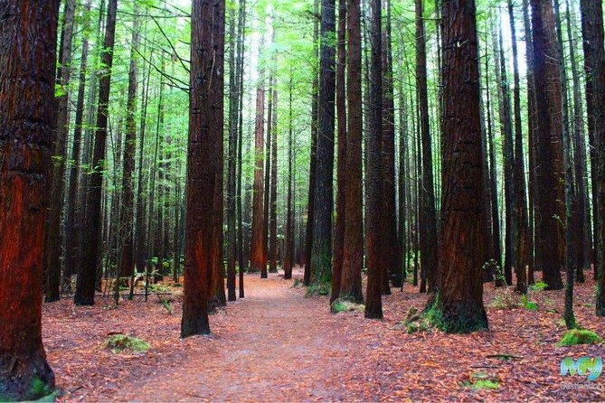 Redwood Forest , Blue Springs & Huka Falls Day Tour from Auckland - Blue Spring, a bright start after 2.5 hours on the road