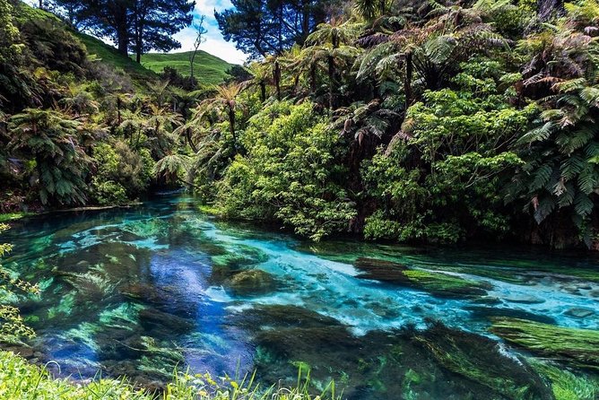 Redwood Forest , Blue Springs & Huka Falls Day Tour from Auckland - Taupo lunch, 30 minutes to choose your own meal