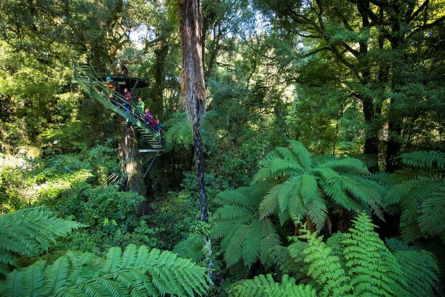 Rotorua: 6 Ziplines, 400m Tandem, Cliff Walk & Swing Bridges - From Fairy Springs Road to the forest canopy