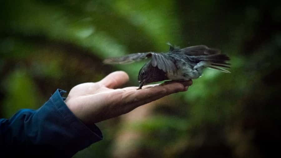 Rotorua: 6 Ziplines, Swing-Bridges & Wildlife Encounters - Entering Rotorua’s ancient native forest