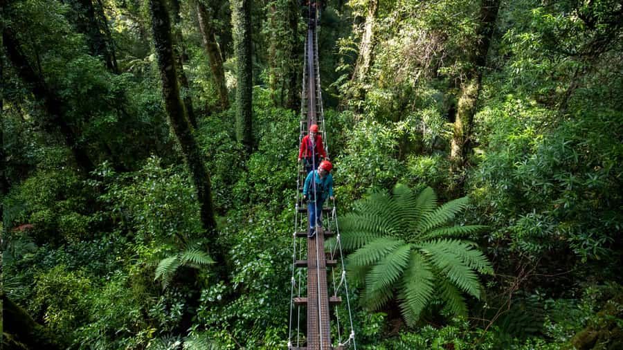 Rotorua: 6 Ziplines, Swing-Bridges & Wildlife Encounters - Birds, old trees, and conservation in action