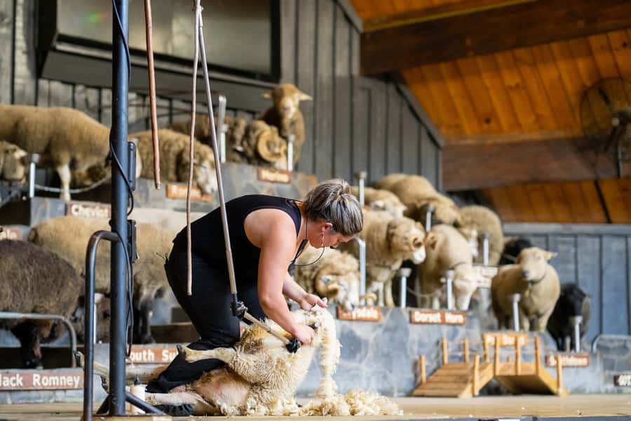 Rotorua: Authentic Kiwi Farm Experience at the Agrodome - Key points to know before you book
