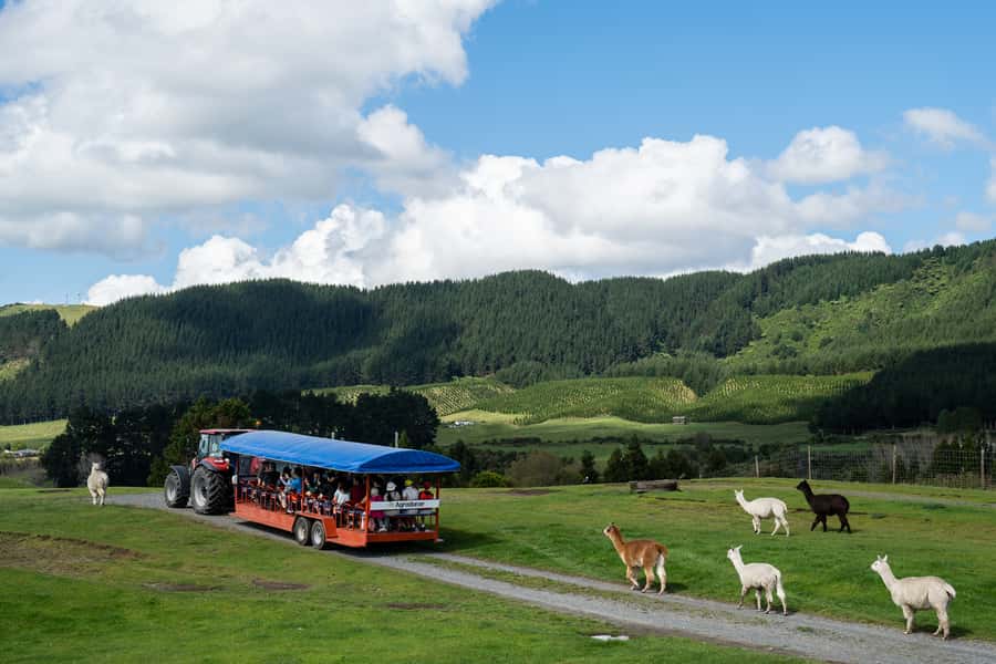 Rotorua: Authentic Kiwi Farm Experience at the Agrodome - Why the Agrodome works well in Rotorua