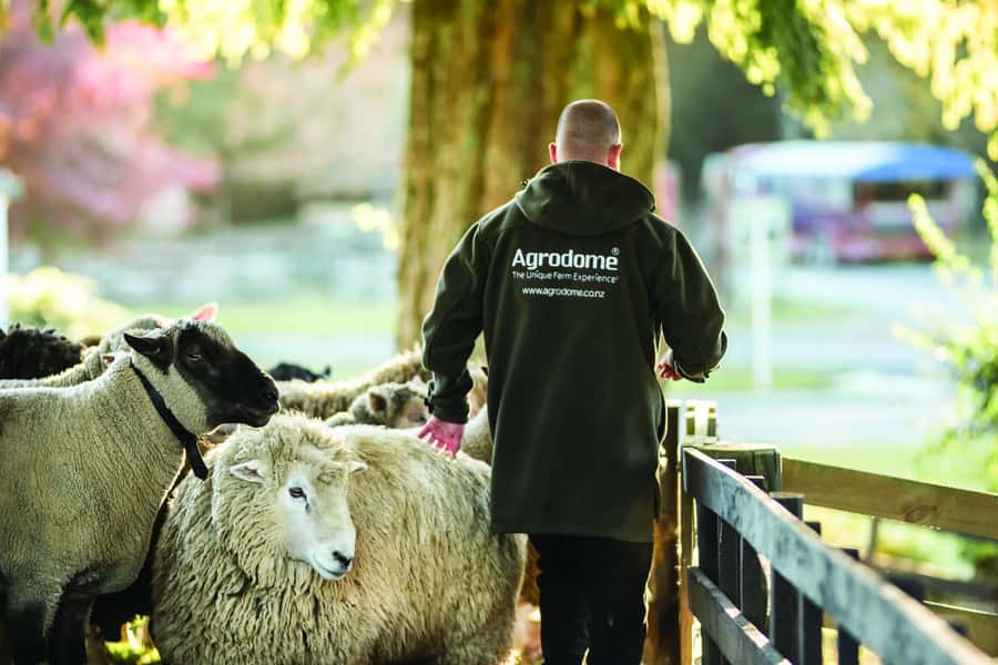 Rotorua: Authentic Kiwi Farm Experience at the Agrodome - The Farmyard Nursery is the softest part of the visit