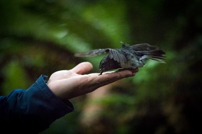 Rotorua Canopy Tours: 2.5Hour Native Forest Zipline Adventure - Free photos save you from carrying your phone