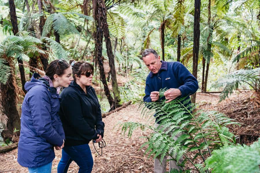 Rotorua: Explore The Lakes Half-Day Morning Tour - Why this four-hour Rotorua tour works so well