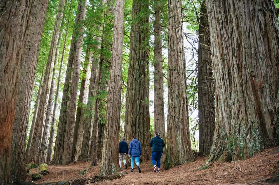 Rotorua: Explore The Lakes Half-Day Morning Tour - Starting out in a small Real Rotorua van