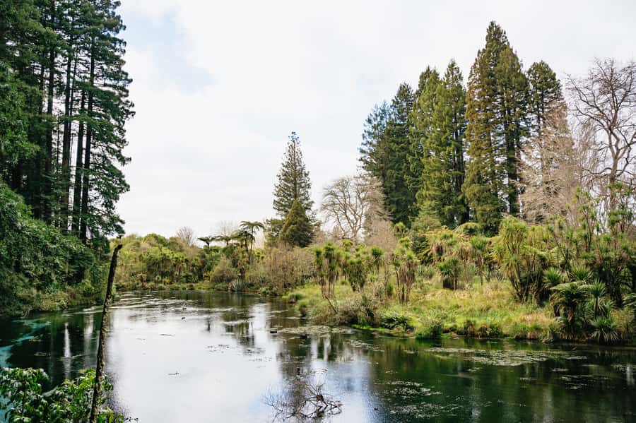 Rotorua: Explore The Lakes Half-Day Morning Tour - What the $89 price includes