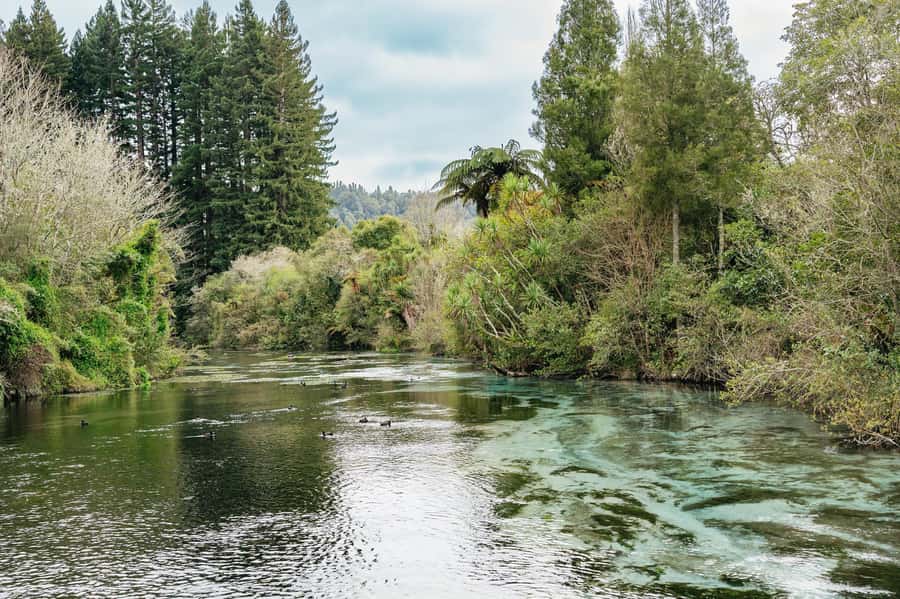 Rotorua: Explore The Lakes Half-Day Morning Tour - Hamurana Springs and the redwood walk
