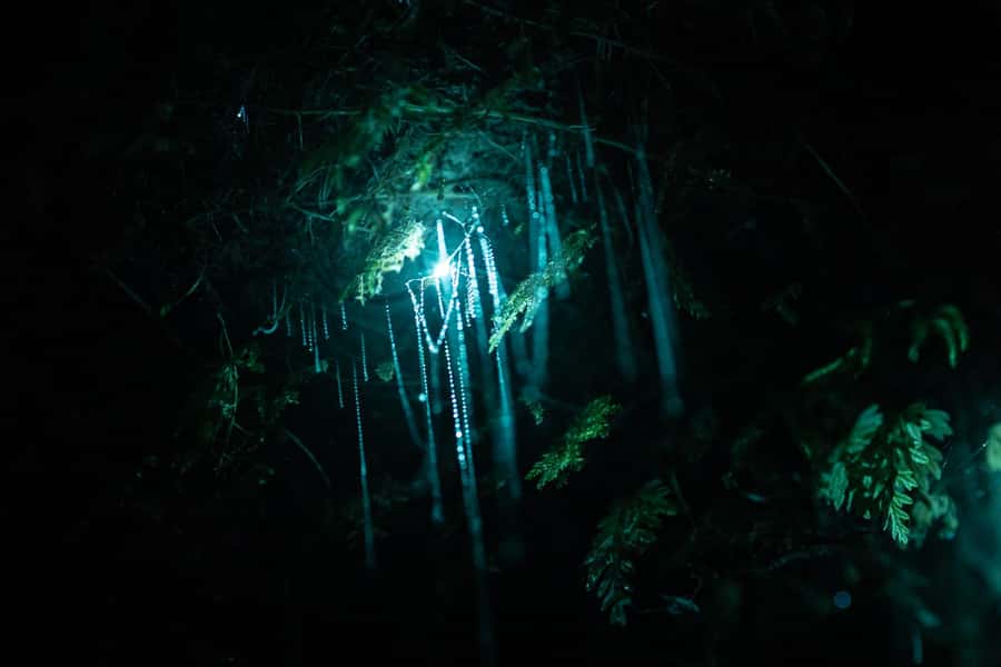 Rotorua: Glow Worm Kayak Tour - Twilight on Lake Okareka