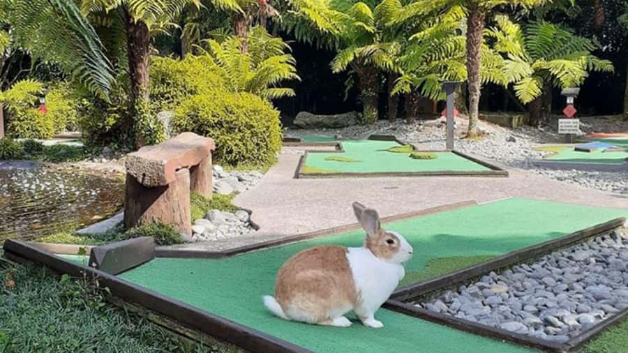 Rotorua: Mini Golf Experience - Arriving beneath the giant golf ball