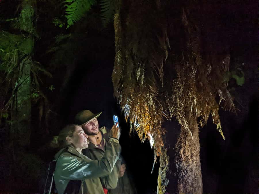 Rotorua: Nocturnal Glow-Worm Adventure Tour with a Guide - Key points to know before you book