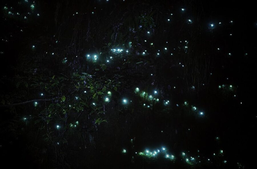 Rotorua: Nocturnal Glow-Worm Adventure Tour with a Guide - The glow-worm viewing spots