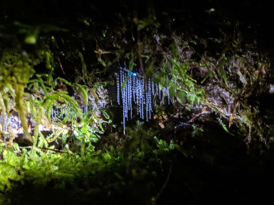 Rotorua: Nocturnal Glow-Worm Adventure Tour with a Guide - Is $74 good value?