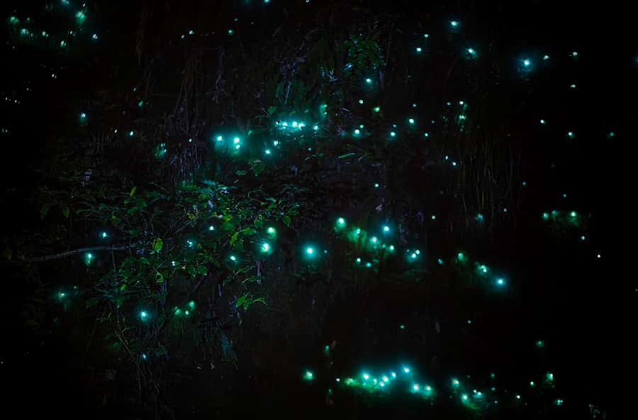 Rotorua: Nocturnal Glow-Worm Adventure Tour with a Guide - The 25-minute ride out from Rotorua