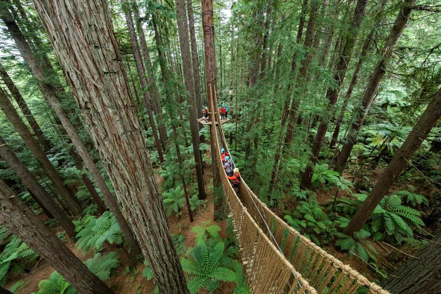 Rotorua: Redwoods Altitude, Nighttime Fast Pass, & Treewalk - What the Redwoods Altitude experience is really like