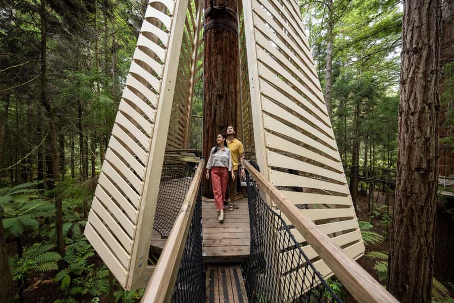 Rotorua: Redwoods Altitude, Nighttime Fast Pass, & Treewalk - Up in the canopy: 25 bridges and three ziplines