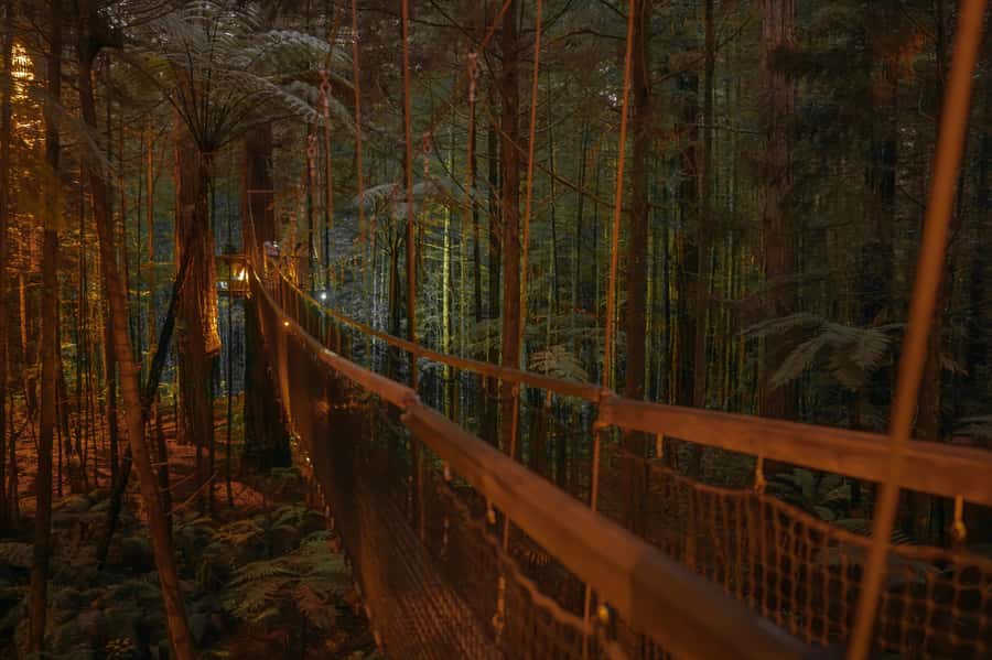 Rotorua: Redwoods Altitude, Nighttime Fast Pass, & Treewalk - The daytime Treewalk and glowworms