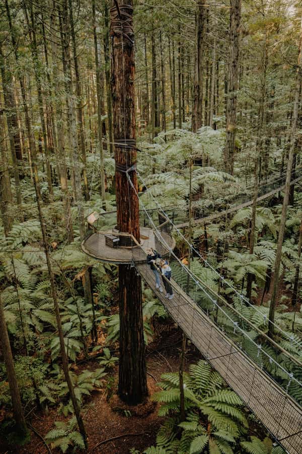 Rotorua: Redwoods Altitude, Nighttime Fast Pass, & Treewalk - Price and the value of the combo pass