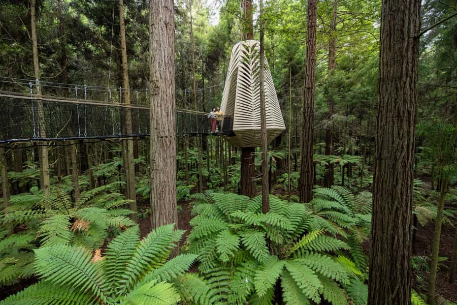 Rotorua: Redwoods Altitude, Nighttime Fast Pass, & Treewalk - How to plan your day around the three experiences