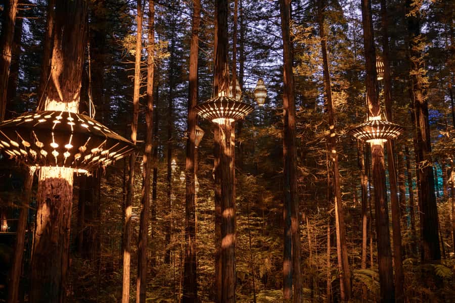 Rotorua: Redwoods Altitude, Nighttime Fast Pass, & Treewalk - Starting at the correct Redwoods check-in point