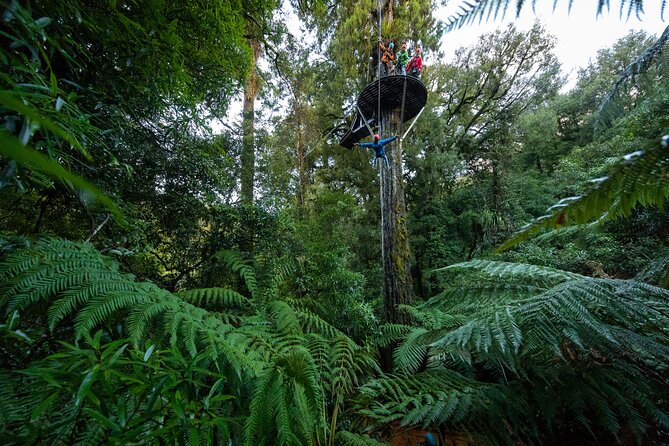 Rotorua’s Ultimate Zipline: 6 ziplines, 400 m Tandem, Cliff Walk - The 400-meter tandem zipline