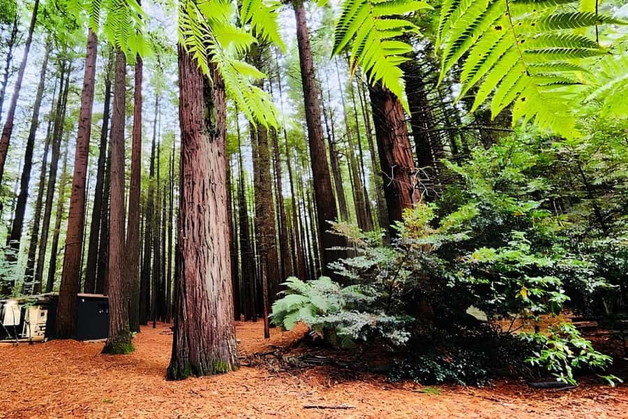 Rotorua & Taupo DayTour Waiotapu & Huka Falls from Auckland - Rotorua: more than a geothermal stop
