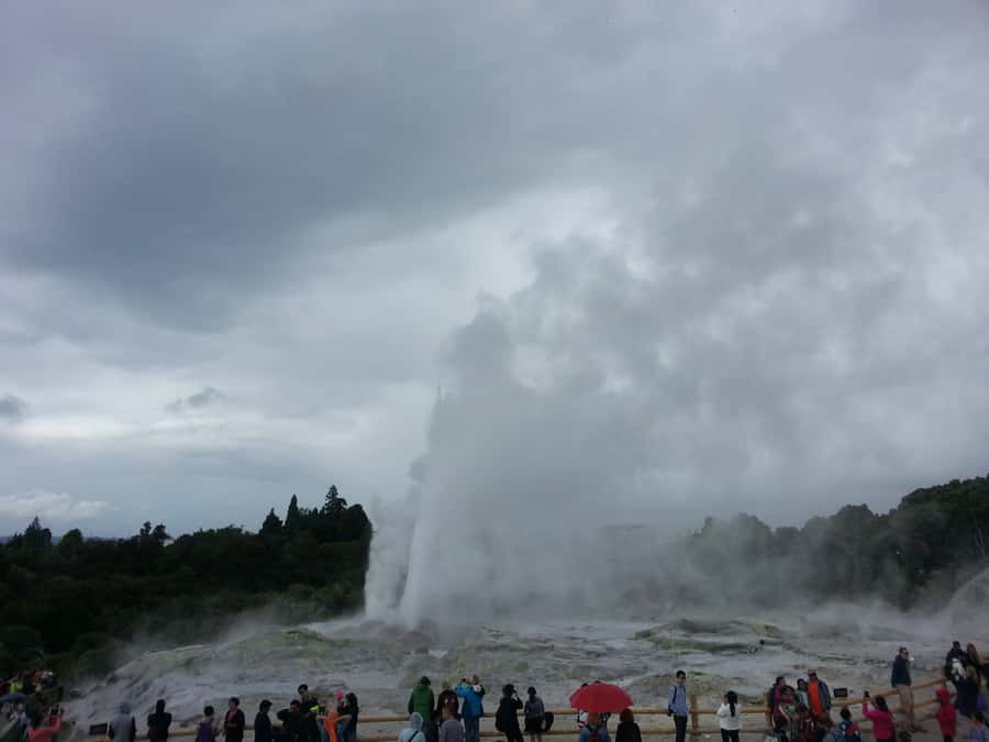 Rotorua: Te Puia Maori Village and Rejuvenation Tour - What the premium price really buys