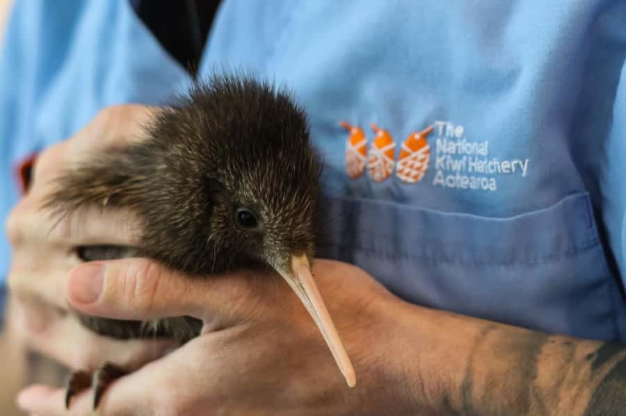 Rotorua: The National Kiwi Hatchery Kiwi Encounter Tour - Why the National Kiwi Hatchery matters