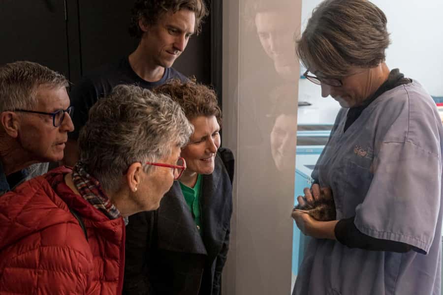 Rotorua: The National Kiwi Hatchery Kiwi Encounter Tour - The one-hour Kiwi Encounter tour
