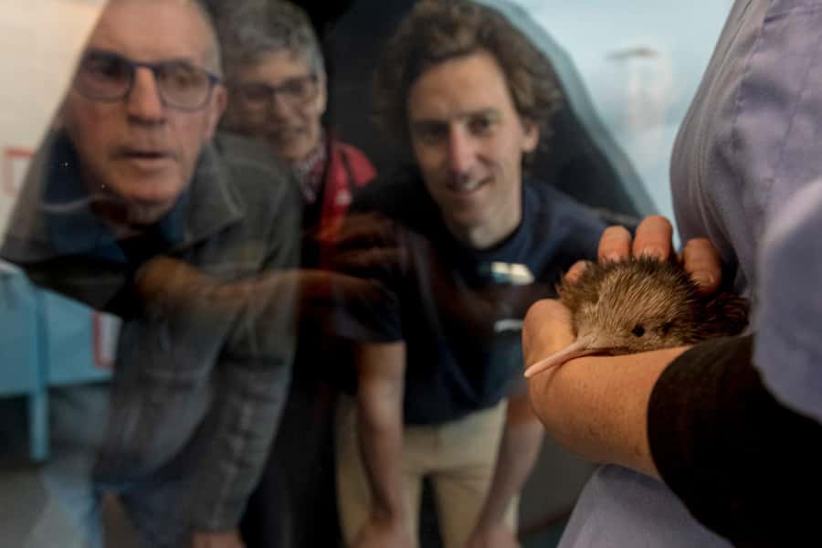 Rotorua: The National Kiwi Hatchery Kiwi Encounter Tour - Seeing kiwi in the Nocturnal House