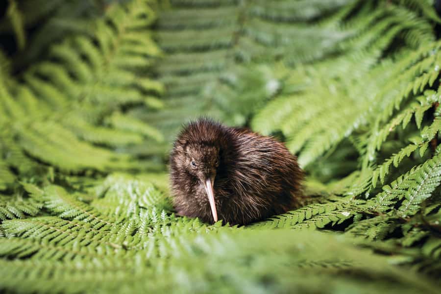 Rotorua: The National Kiwi Hatchery Kiwi Encounter Tour - Guides who make the tour work