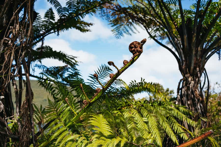 Rotorua: 'Thermal Path Tour' Geothermal half day Tour - Te Manaroa Spring and the force of boiling water
