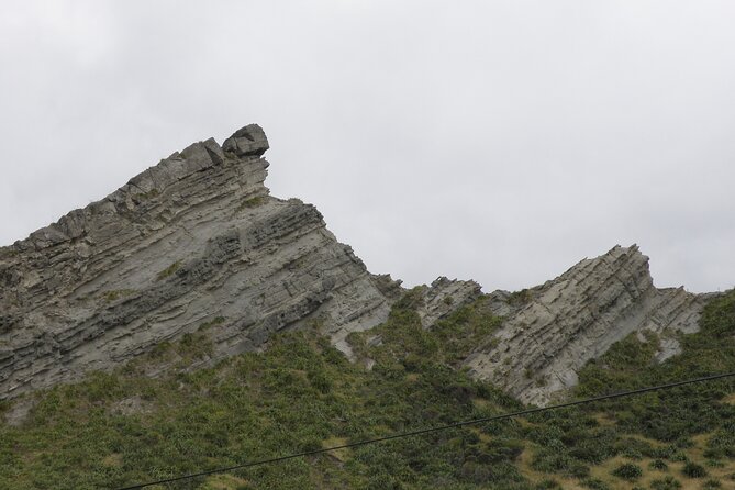 Scenic South Wairarapa Full Day Tour from Wellington - Kaitoke Regional Park and native rainforest