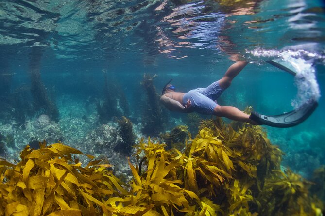 Sea Cave Adventures in Whitianga - From Whitianga Wharf to the open coast