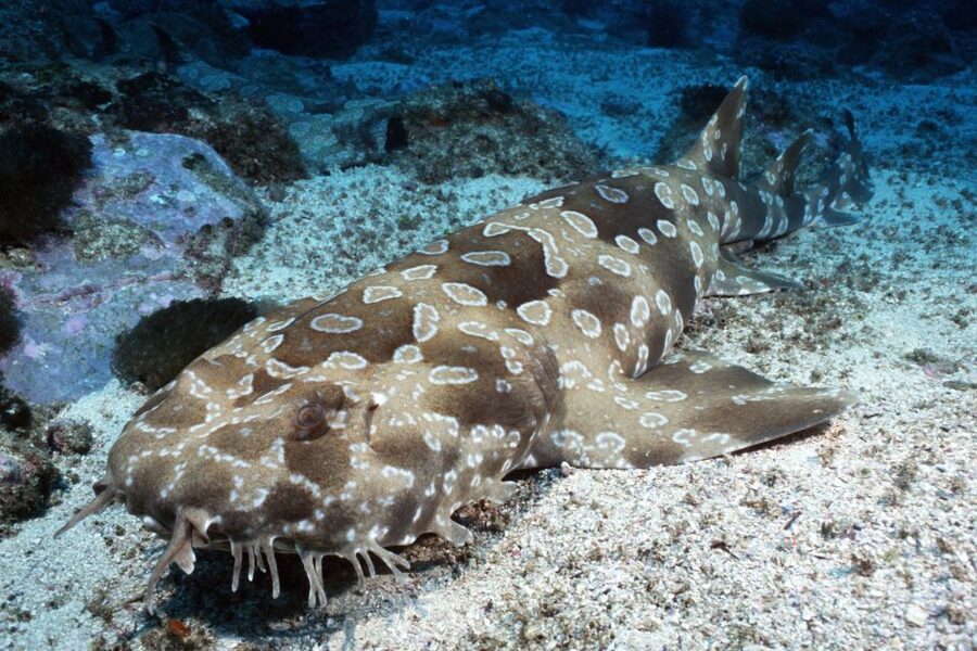 Sea Life Kelly Tarlton's Aquarium General Admission - Is it good for families and mixed-age groups?