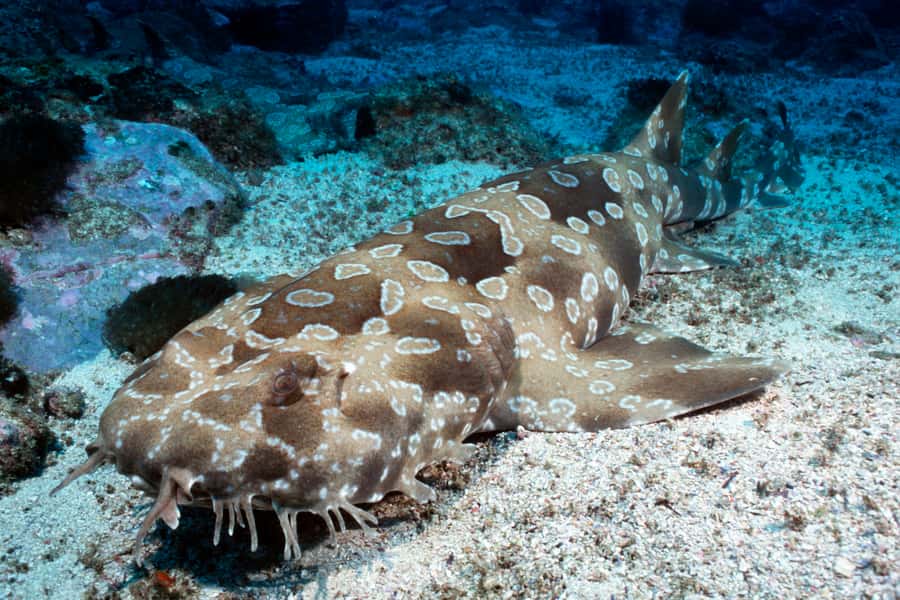 Sea Life Kelly Tarlton's Aquarium General Admission - Why SEA LIFE Kelly Tarlton’s earns a place in your Auckland plans