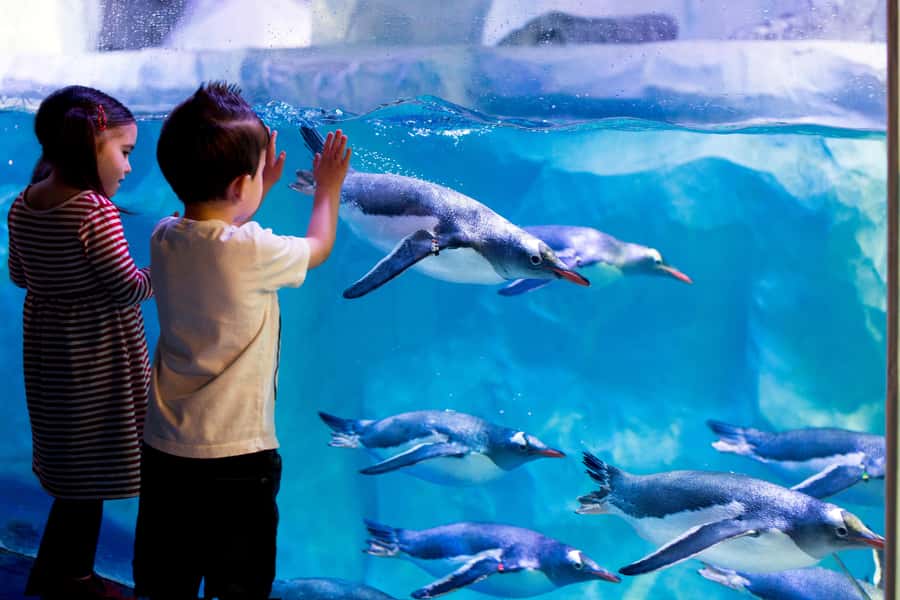 Sea Life Kelly Tarlton's Aquarium General Admission - Follow the tunnel beneath sharks and stingrays