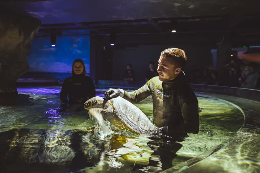 Sea Life Kelly Tarlton's Aquarium General Admission - Look closely at Seahorse Kingdom