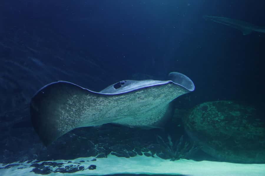 Sea Life Kelly Tarlton's Aquarium General Admission - Use the Rockpool for a hands-on break