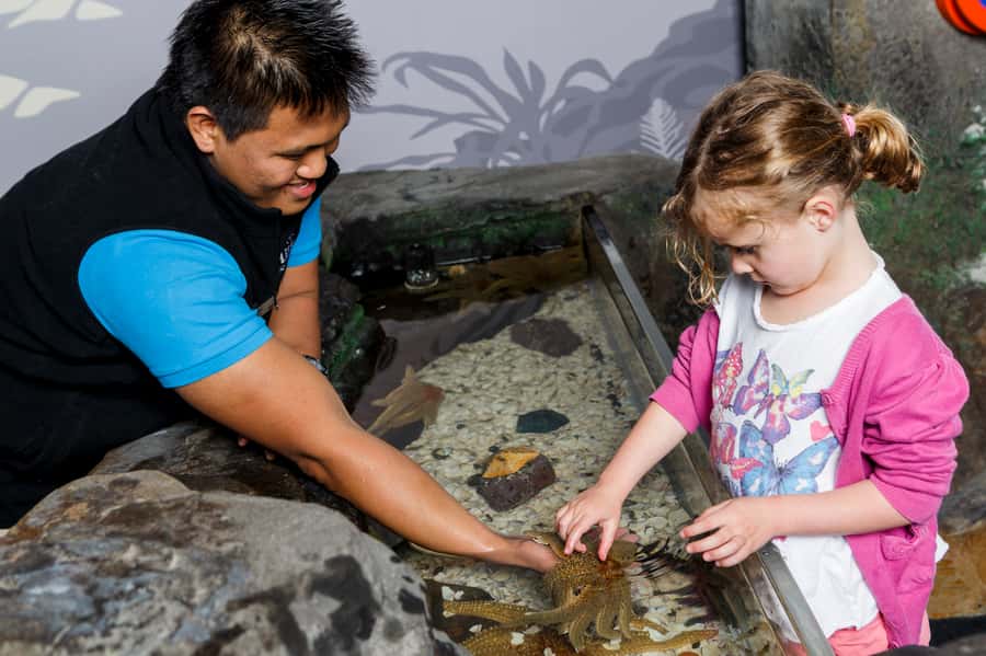 Sea Life Kelly Tarlton's Aquarium General Admission - Allow time for the smaller displays
