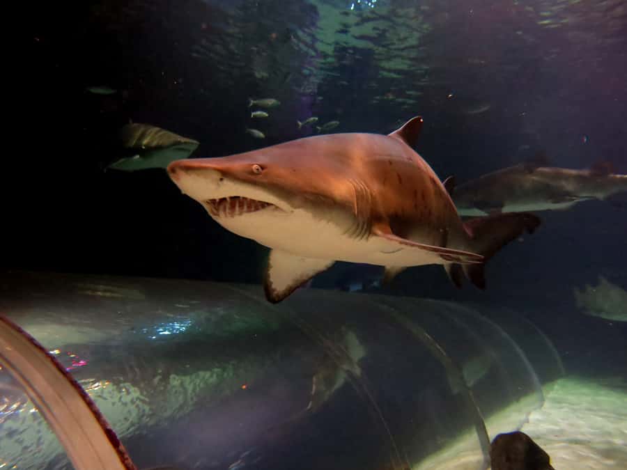 Sea Life Kelly Tarlton's Aquarium General Admission - Make the animal talks part of your timing