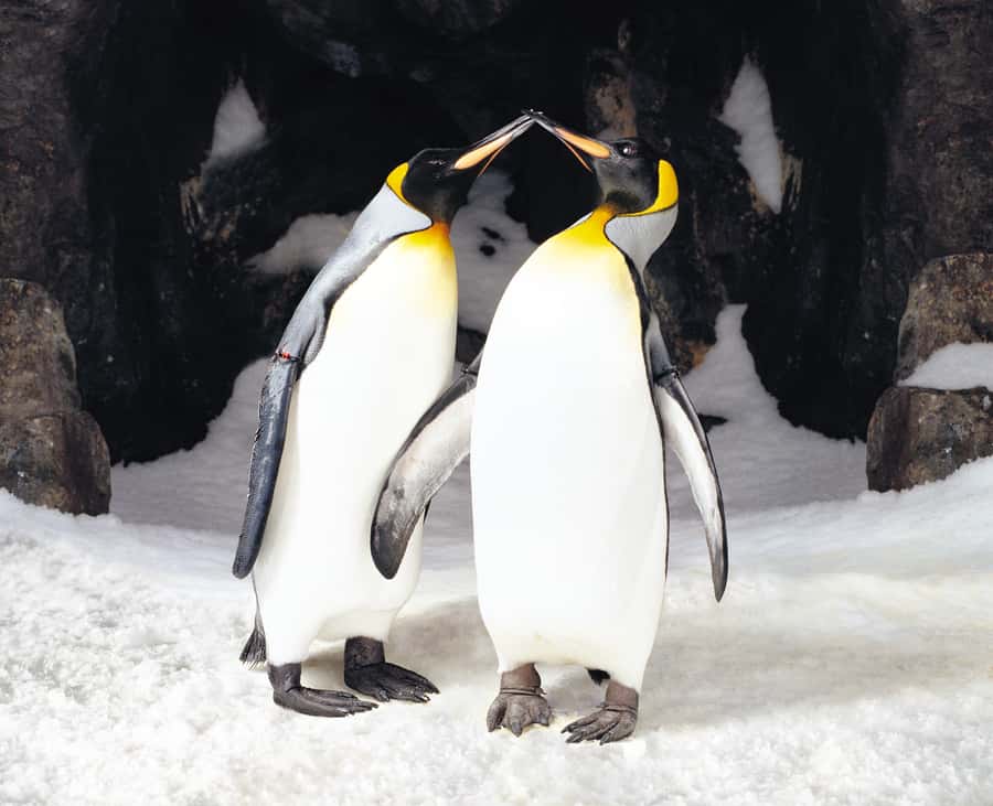 Sea Life Kelly Tarlton's Aquarium General Admission - Start with Antarctic penguins at Penguin Ice Adventure