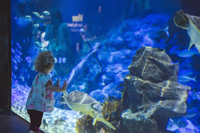 SEA LIFE Kelly Tarlton's General Admission - Why the penguins are the main event
