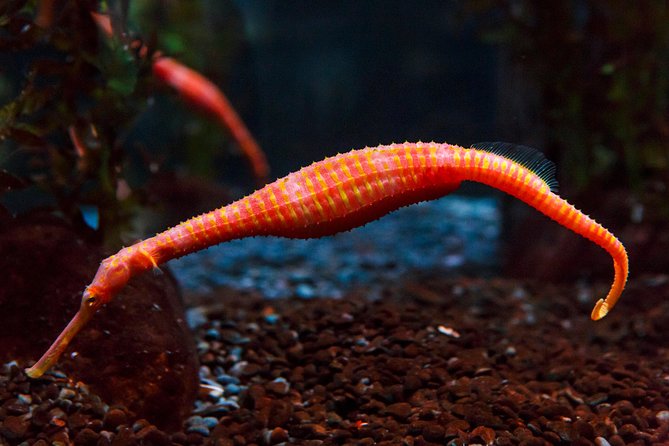SEA LIFE Kelly Tarlton's General Admission - What works well, and what could be better