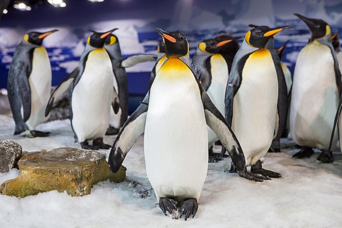 SEA LIFE Kelly Tarlton's General Admission - Thirteen zones with some unusual exhibits