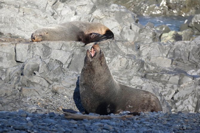 Seal Coast Safari - Exclusive access to Wellington's secret coast - Cape Terawhiti and the leaning lighthouse